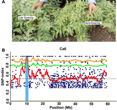 MutMap Approach Enables Rapid Identification of Candidate Genes and Development of Markers Associated With Early Flowering and Enhanced Seed Size in Chickpea (Cicer arietinum L.)